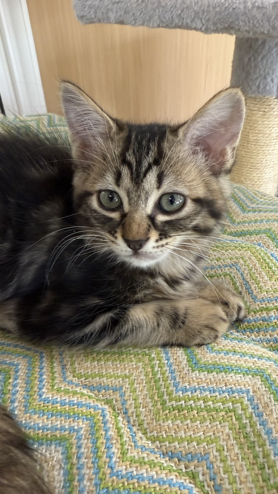 ぼたん子猫⑤