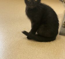 黒しま