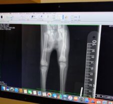 永吉※只今、治療中のため飼い主さん募集はしておりません。
