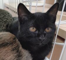 釧路子猫黒