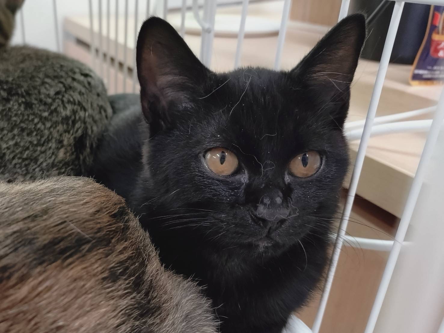 釧路子猫黒