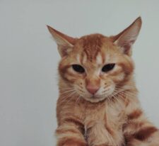 釧路子猫茶トラ