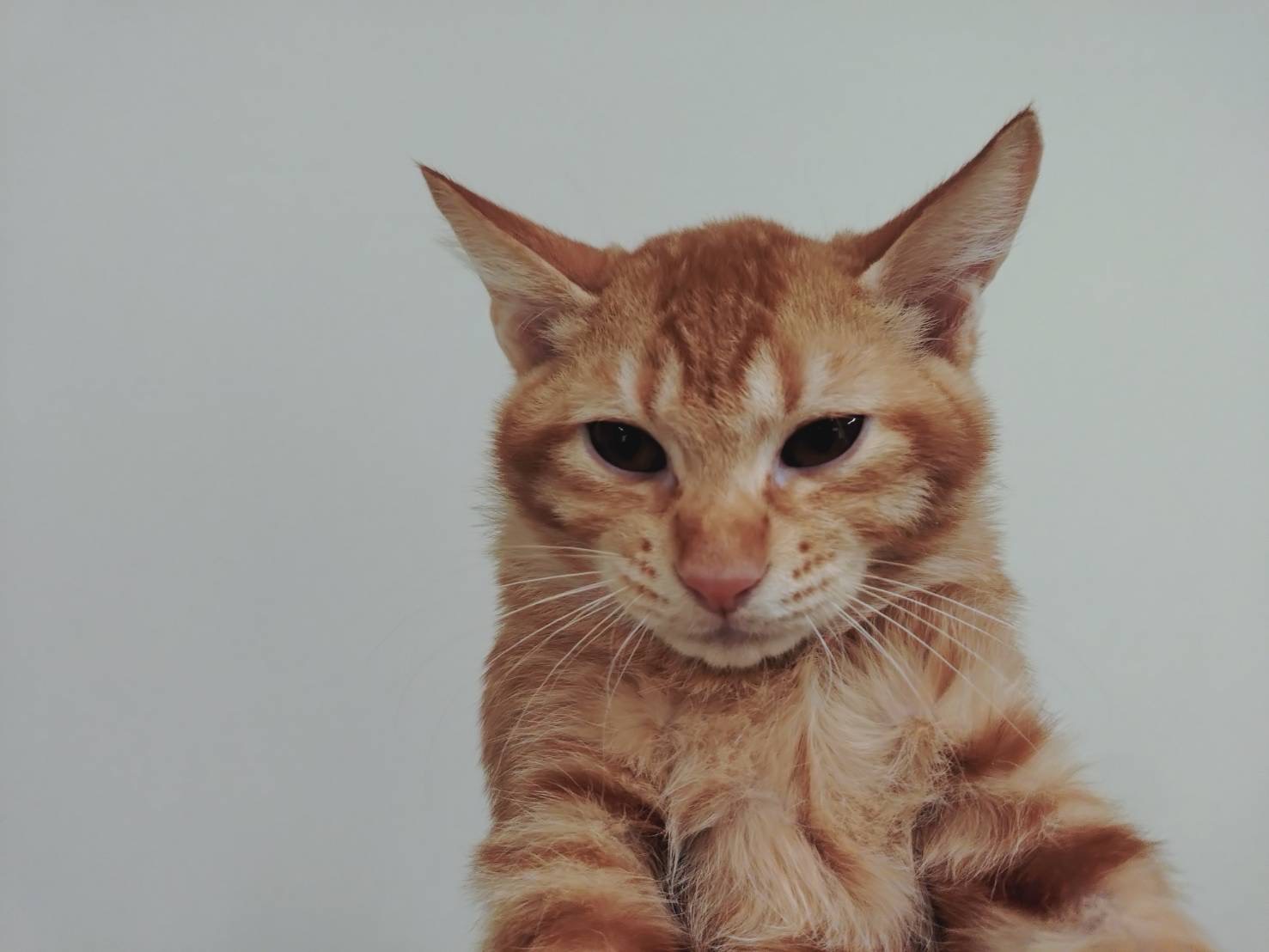 釧路子猫茶トラ