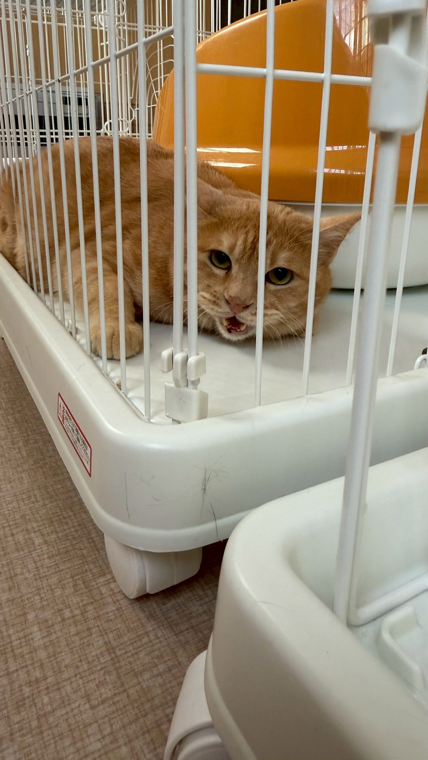 桃李（とうり）