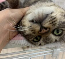 はぴお