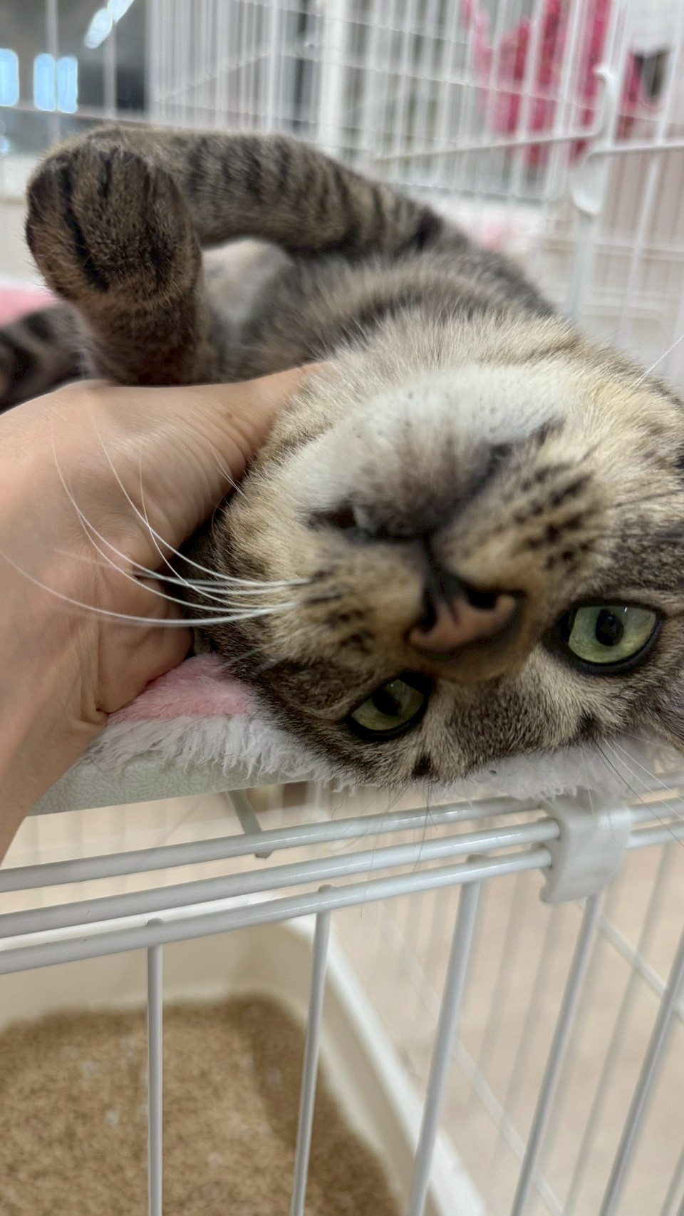 はぴお