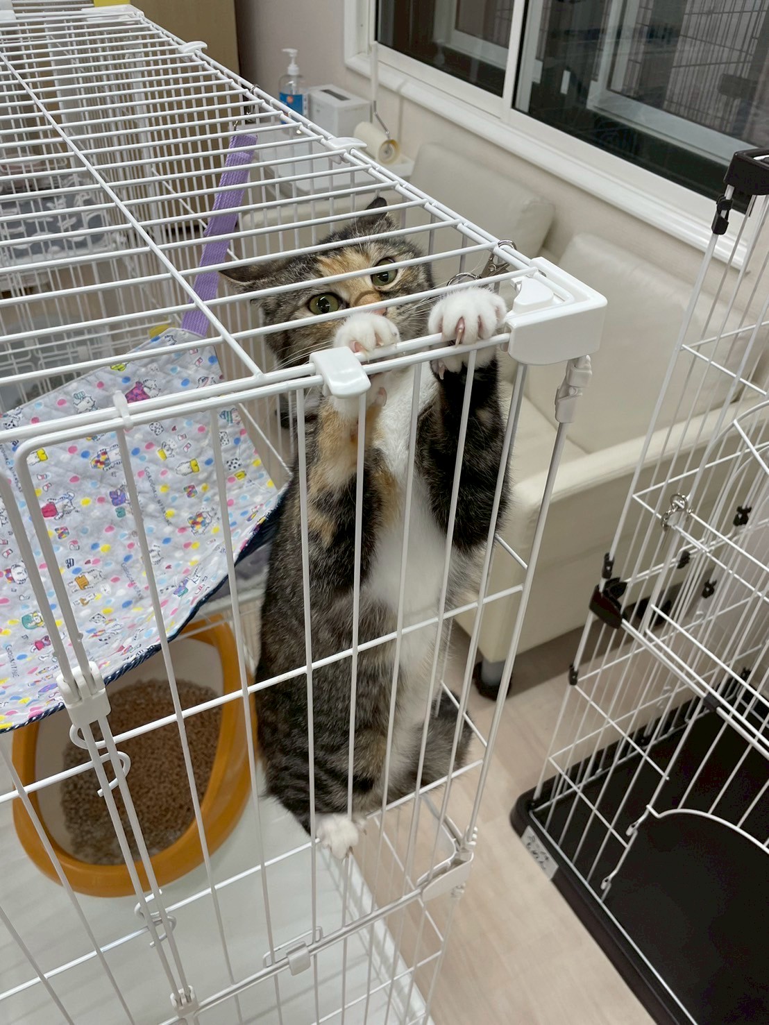さくら