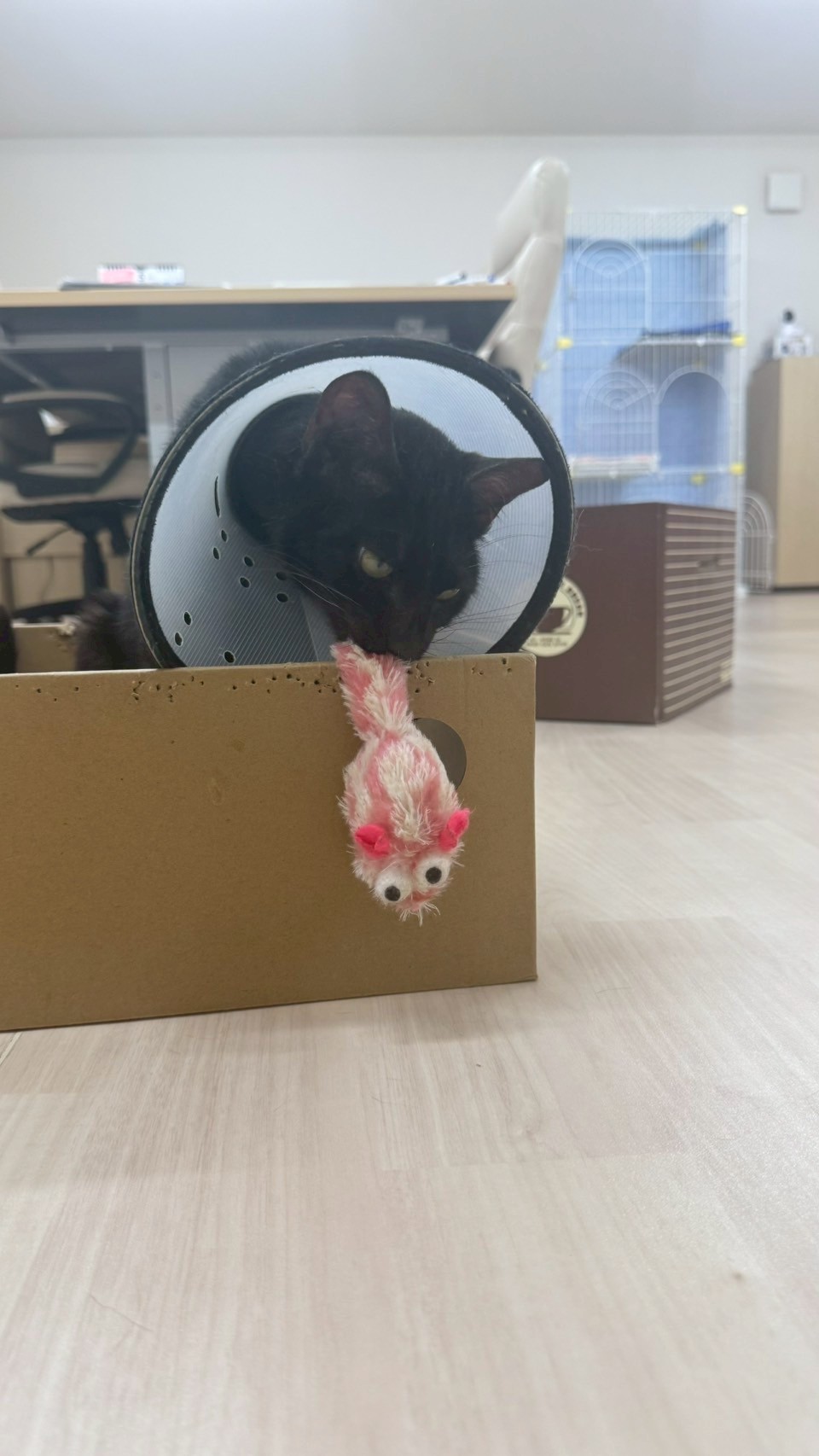 たんご