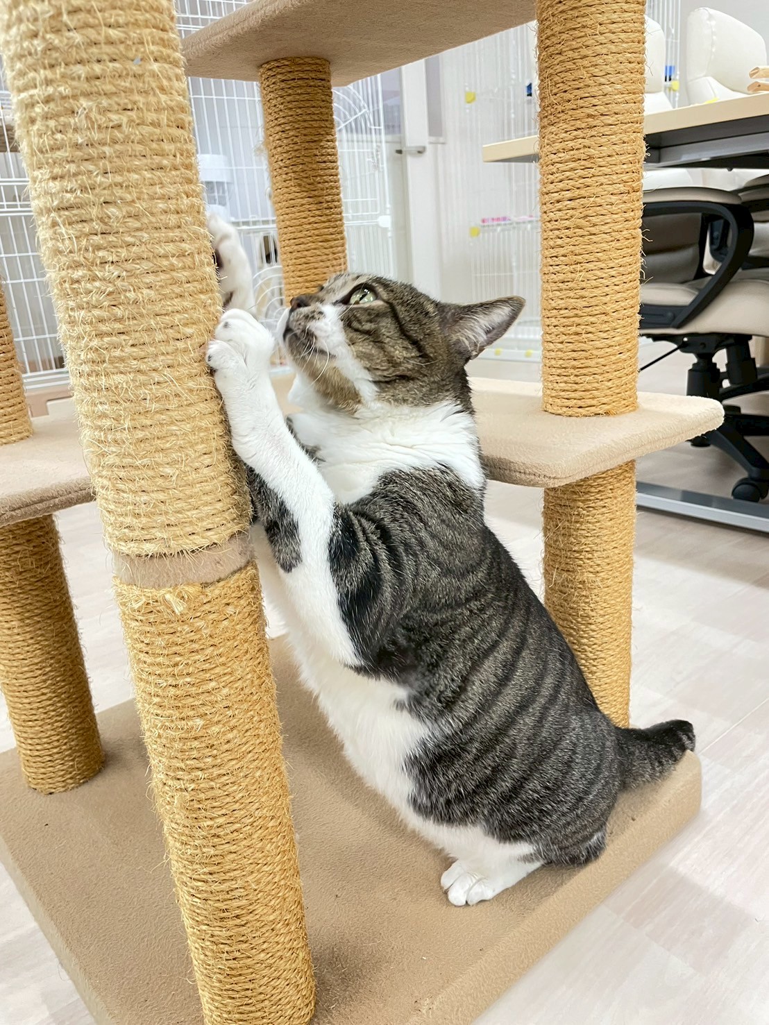 はるお