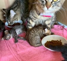 りぼん※只今、授乳中のため子猫達が離乳後の譲渡となります