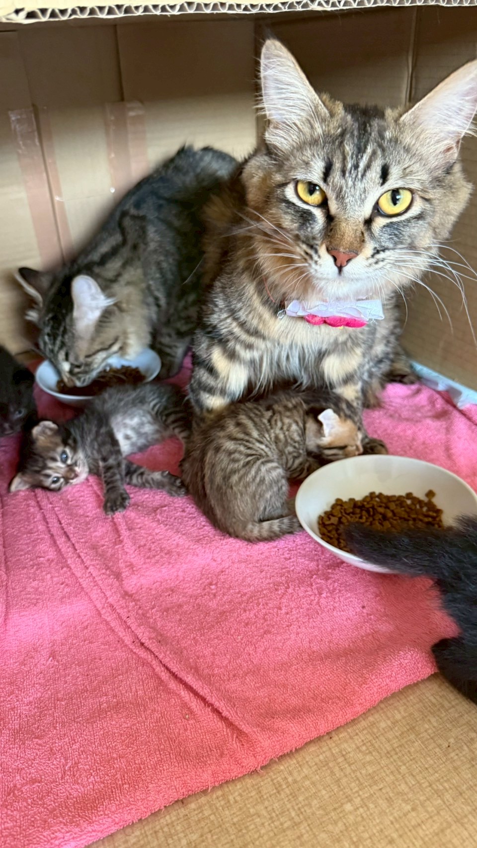 りぼん※只今、授乳中のため子猫達が離乳後の譲渡となります