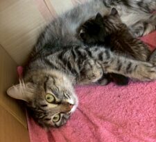 ぼたん※只今、授乳中のため子猫達が離乳後の譲渡となります