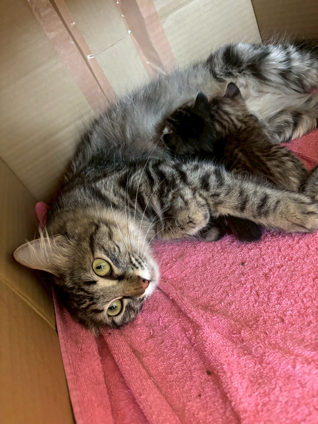 ぼたん※只今、授乳中のため子猫達が離乳後の譲渡となります