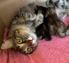 ぼたん※只今、授乳中のため子猫達が離乳後の譲渡となります