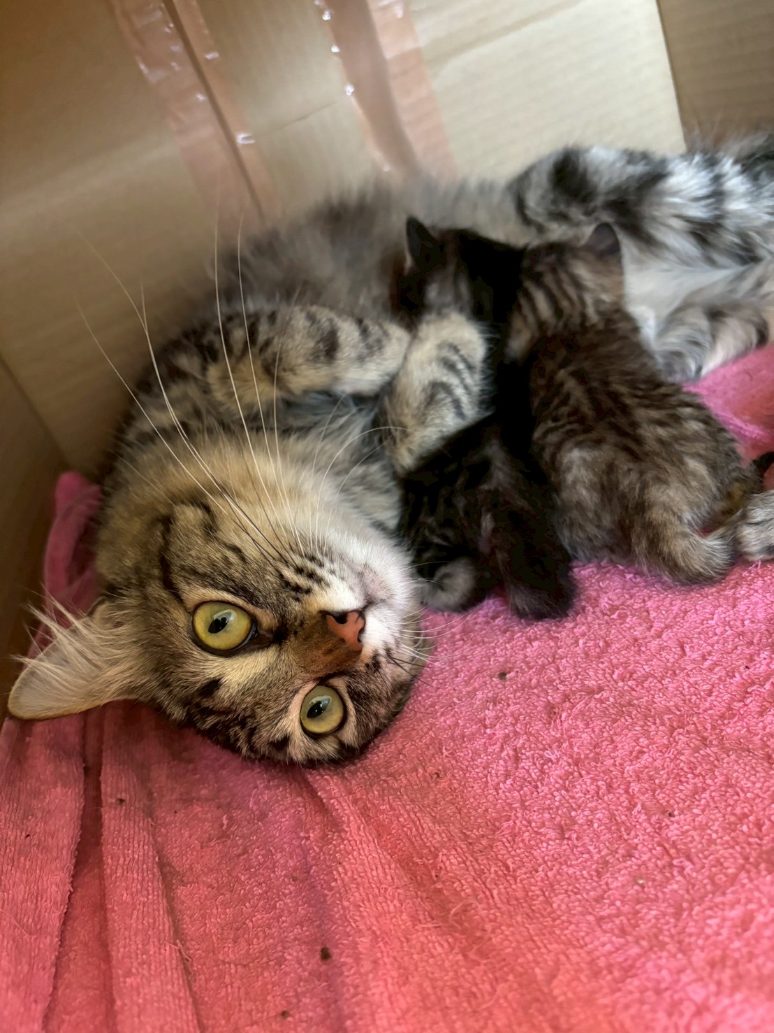 ぼたん※只今、授乳中のため子猫達が離乳後の譲渡となります