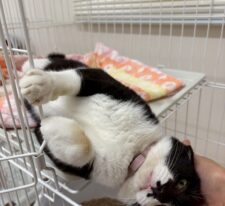 しらたま