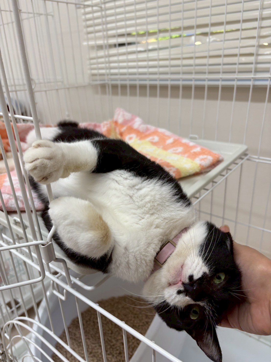 しらたま