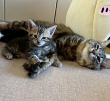 りぼん※只今、授乳中のため子猫達が離乳後の譲渡となります