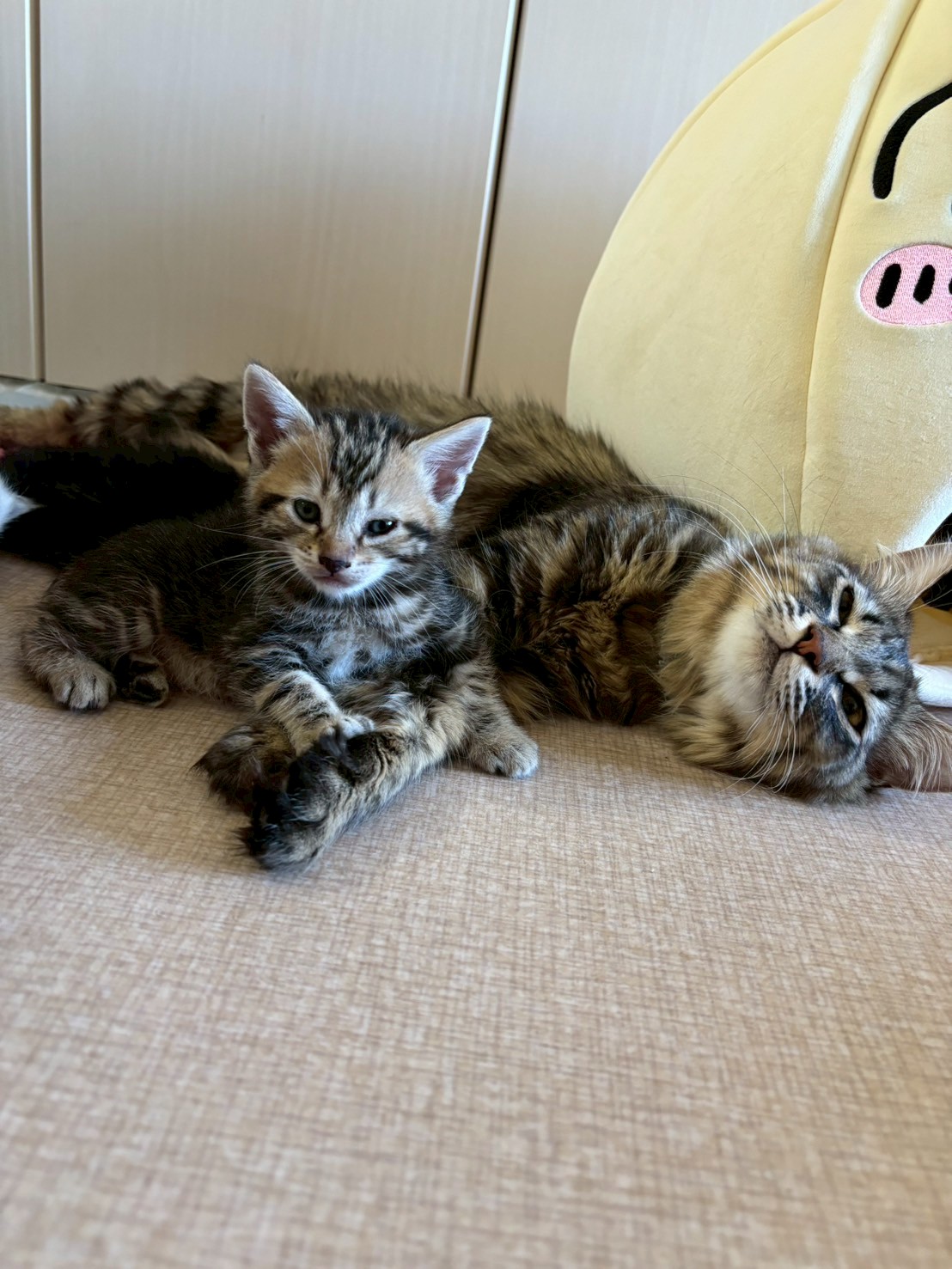 りぼん※只今、授乳中のため子猫達が離乳後の譲渡となります