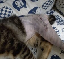 永吉※只今、治療中のため飼い主さん募集はしておりません。