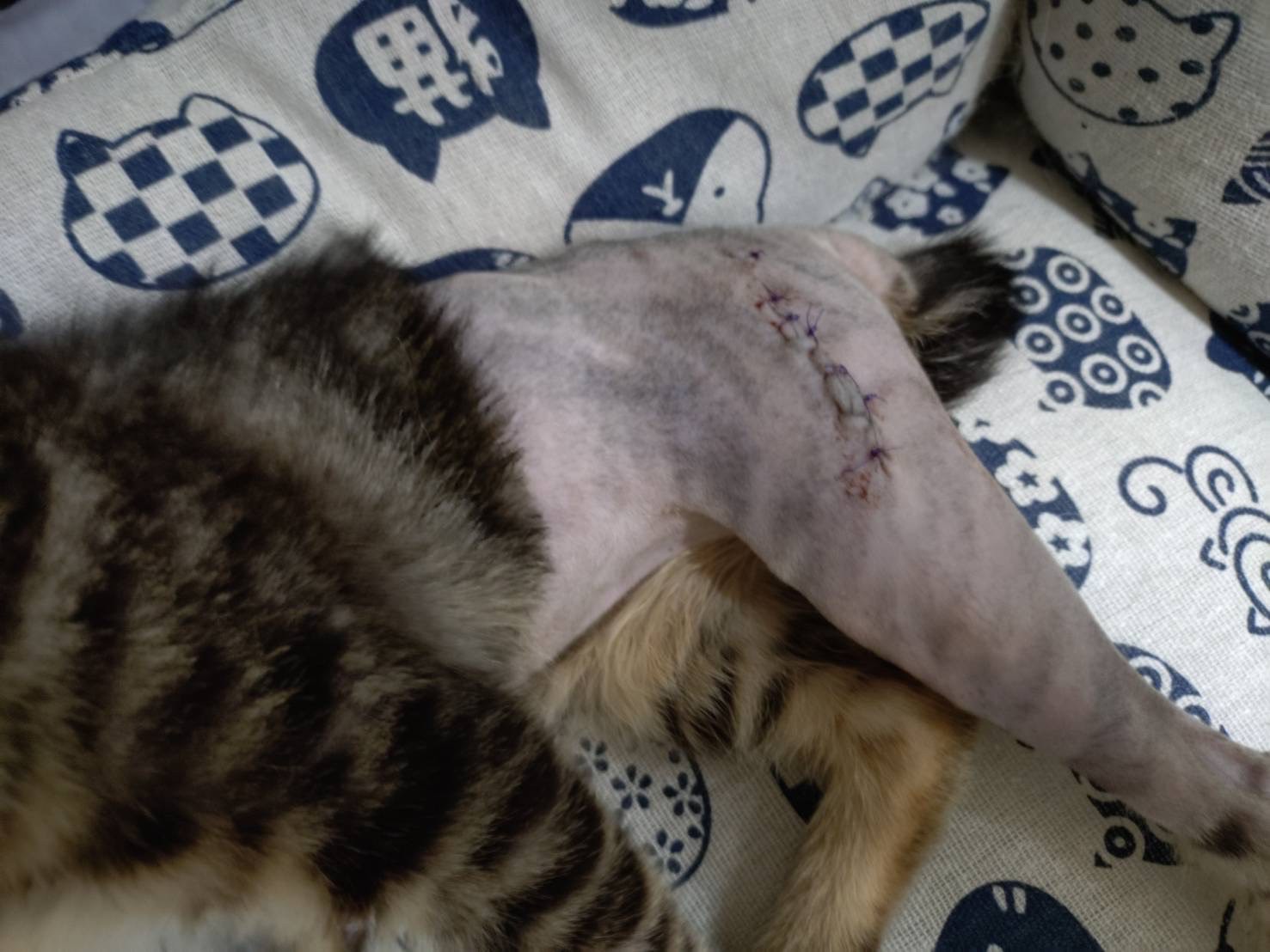 永吉※只今、治療中のため飼い主さん募集はしておりません。