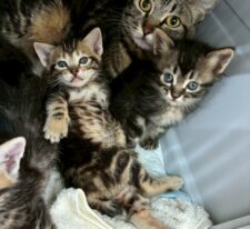 かりん※只今、授乳中のため子猫達が離乳後の譲渡となります