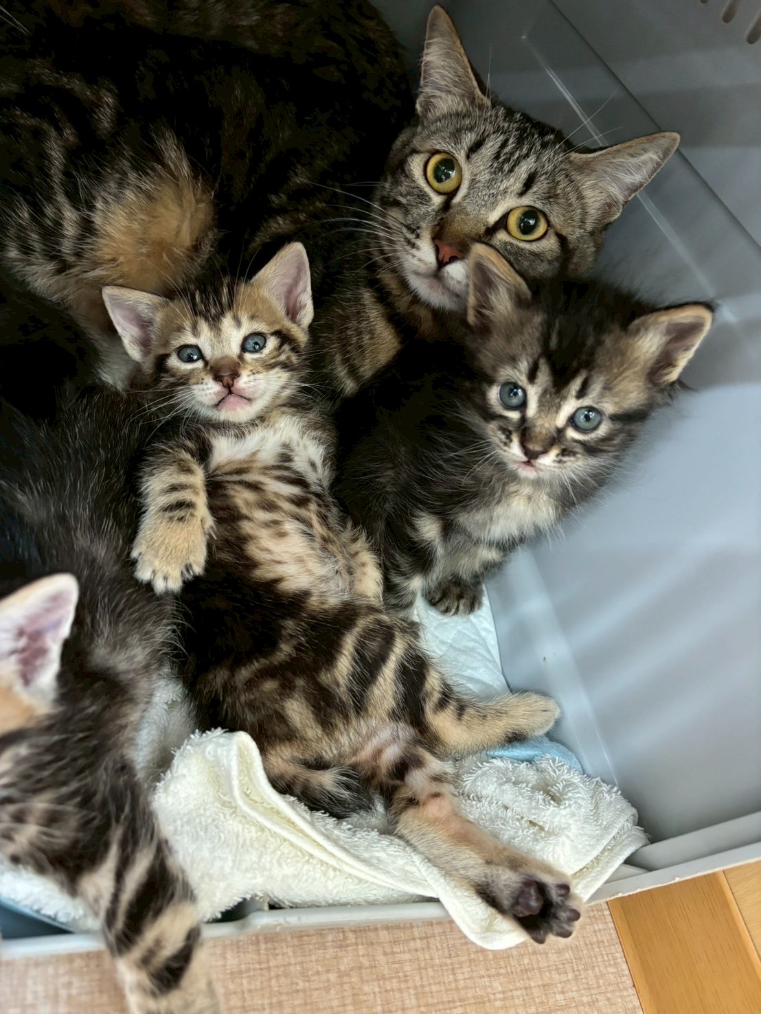 かりん※只今、授乳中のため子猫達が離乳後の譲渡となります