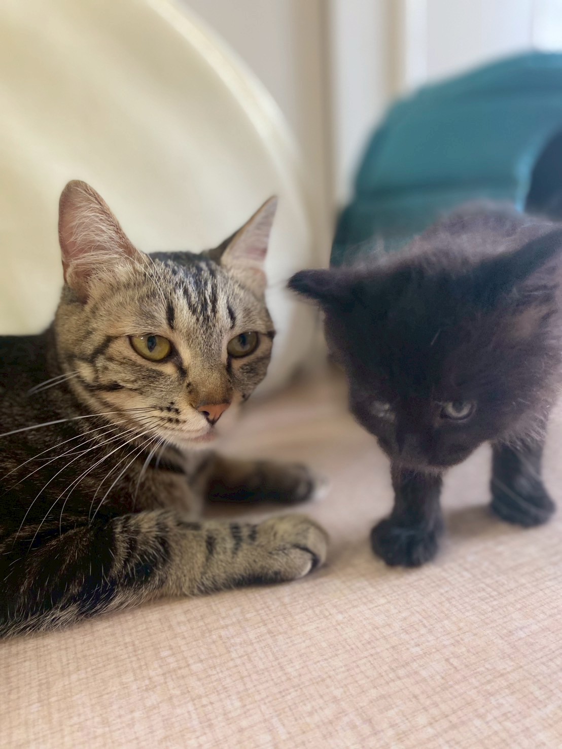 かりん※只今、授乳中のため子猫達が離乳後の譲渡となります