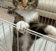 さくら