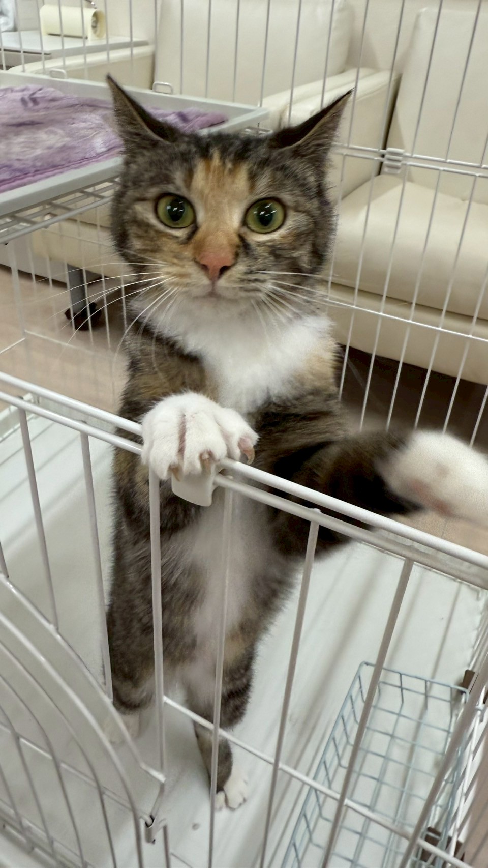 さくら