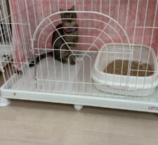 しゅんた