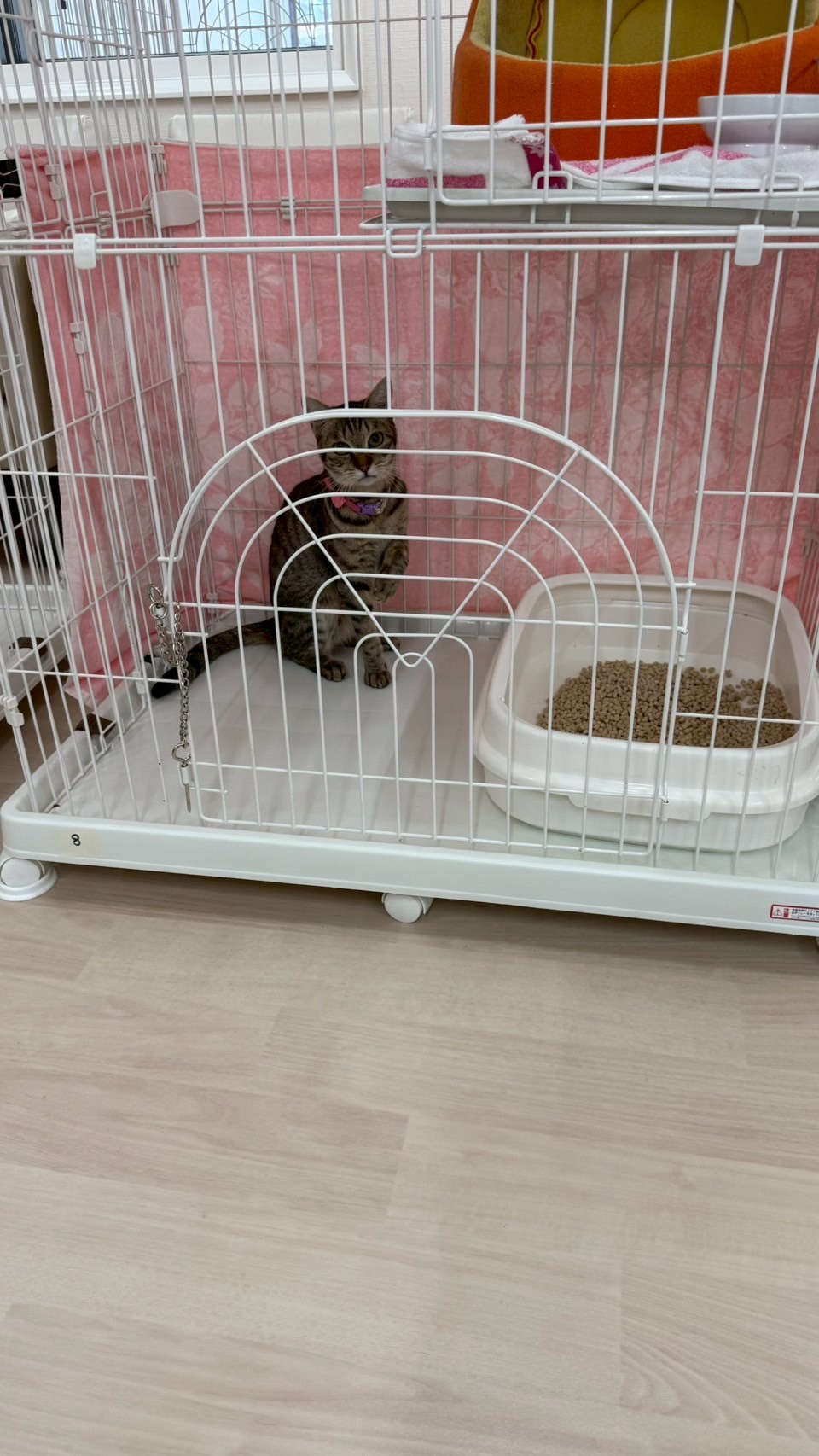 しゅんた