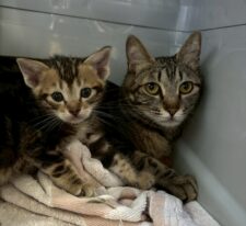 かりん※只今、授乳中のため子猫達が離乳後の譲渡となります