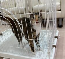 さくら