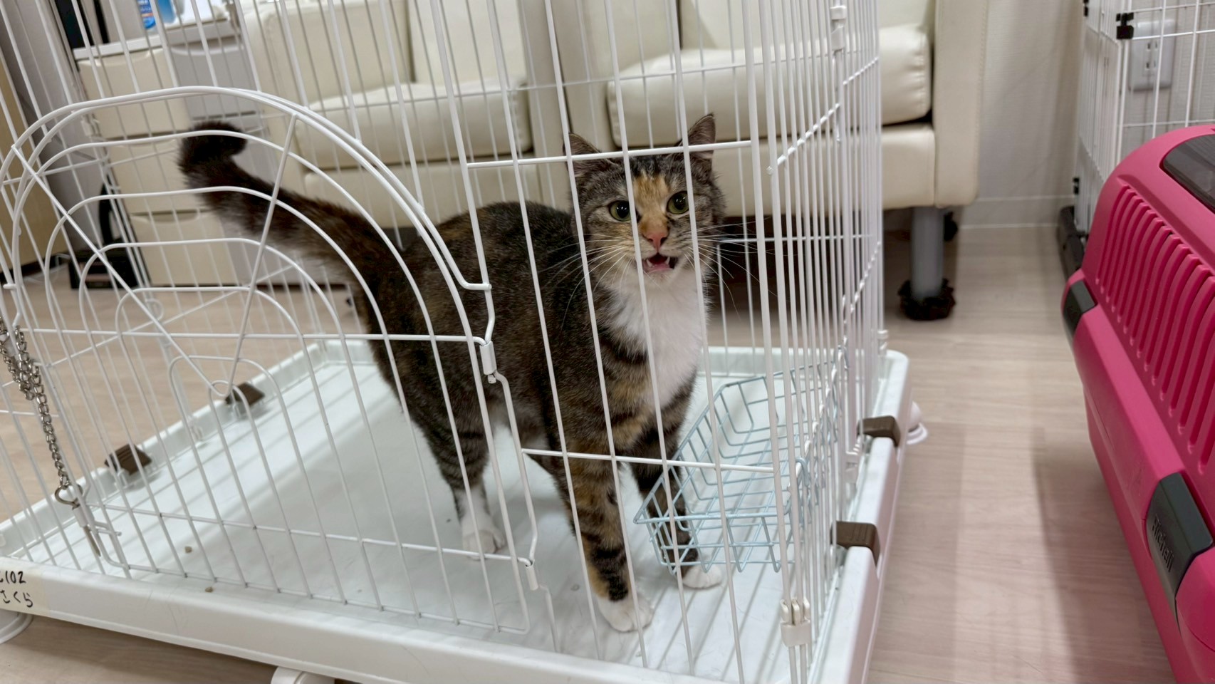 さくら