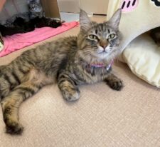 りぼん※只今、授乳中のため子猫達が離乳後の譲渡となります