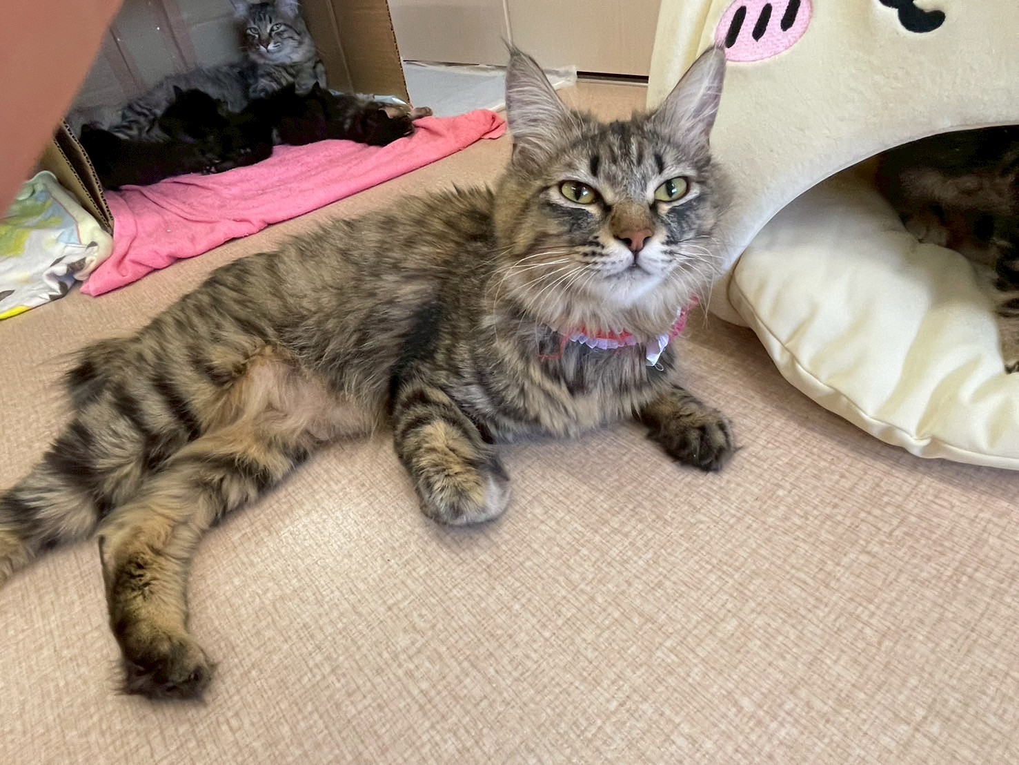 りぼん※只今、授乳中のため子猫達が離乳後の譲渡となります